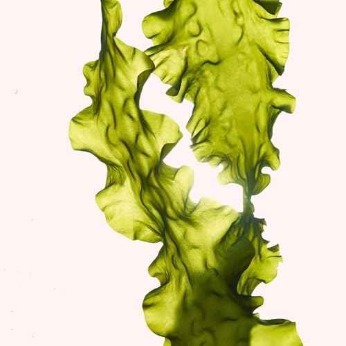 ANNEMARIE B?RLIND - SYSTEM ABSOLUTE Regenerating Night Cream - Anti Wrinkle Moisturizer with Aloe, Algae and Meadowfoam Extracts - Nourishes, Tones, and Hydrates - 1.69 Fl. Oz