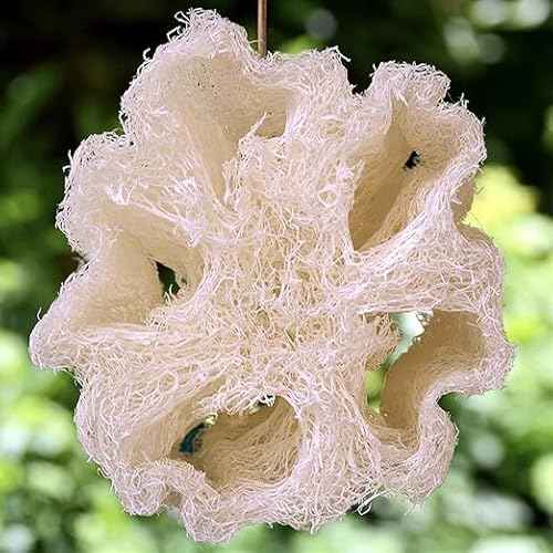 Whole Egyptian Loofah 100% Natural Organic Loofah Exfoliating Scrubber for Shower, Natural Loofah Body Sponge for Men and Women, Cream White