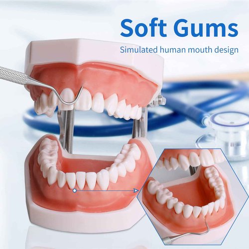 faruijie Typodont Teeth Model - Removable Tooth Teach Practice Model Teaching Study Typodont Demonstration Model Come with a Small Screwdriver