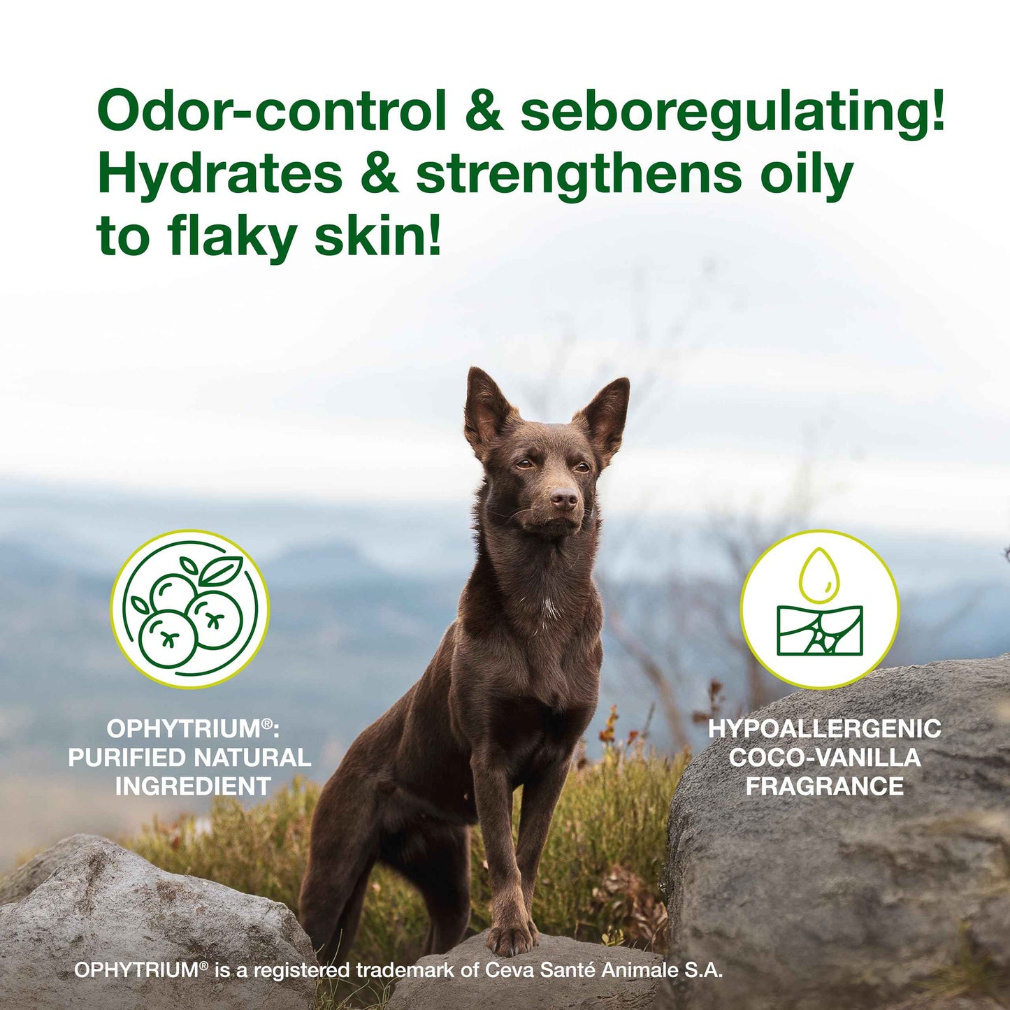 Douxo S3 Seb Mousse, Contains 0.5% Ophytrium, Odor Control & Seboregulating, For Oily to Flaky Skin, Seborrhea, For Dogs and Cats, 5.1 fl. oz. (150mL)