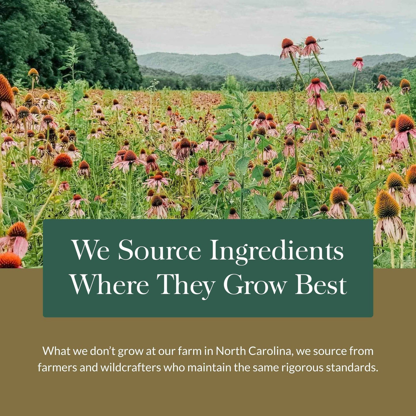 Gaia Herbs Hair, Skin & Nail Support - Helps Promote Healthy Skin, Hair Growth & Nail Growth - with Horsetail, Alfalfa, Burdock, Gotu Kola & Nettle - 60 Vegan Liquid Phyto-Capsules (15-Day Supply)