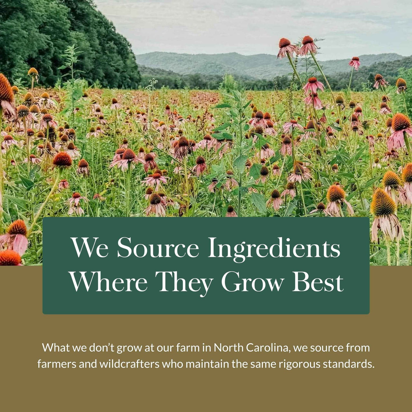 Gaia Herbs Kava Root - Helps Sustain a Sense of Calm & Relaxation During Times of Stress*- Made with Noble Kava Cultivars - 60 Vegan Liquid Phyto-Capsules (20-Day Supply)