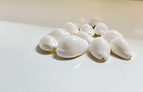 White Cowrie Shells for Lakshmi Puja - 11 Pieces, 2-3cm