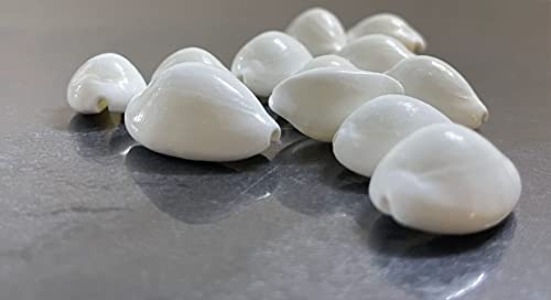 White Cowrie Shells for Lakshmi Puja - 11 Pieces, 2-3cm