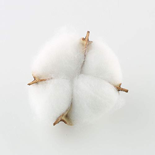 Natural Dried Cotton Bolls (20 Pcs) - White Pods for Farmhouse Decor & Crafts