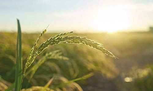 [9wishes] Rice Water Sheet Mask 11 sheets 25ml, 0.84fl.oz