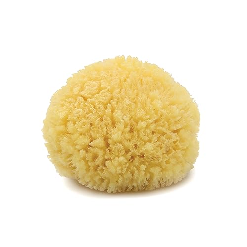 Neptune Caribbean Sea Sponge, Medium 5-6in