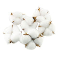Natural Dried Cotton Bolls (20 Pcs) - White Pods for Farmhouse Decor & Crafts