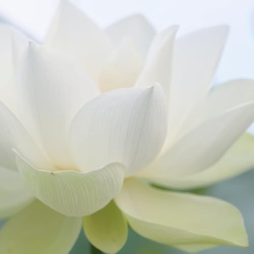 SUPEREGG Kind Atmosphere Biome Mist: for a Fresh, revitalized Complexion. Daily Defense Essence Mist with Centella Asiatica, Cicaria¢â, White Water Lily. 30 ML / 1 FL OZ