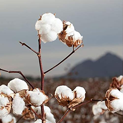 Organic Cotton Rounds - 70 Count Biodegradable Cotton for Sensitive Skin - Daily Cosmetics