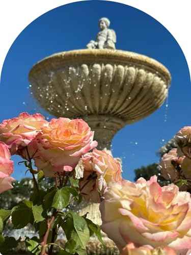 Kustie Rose Petal Body Wash – 342 Real Bulgarian Petals & Essential Oils | Squalane, Hyaluronic & Niacinamide Cleanser | Vegan, Sulfate-Free, Long-Lasting Scent | 12.8 Fl Oz