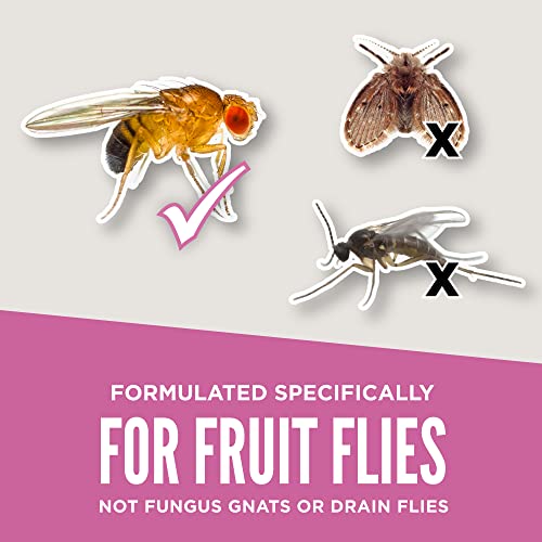 Aunt Fannie's FlyPunch Fruit Fly Trap (Single): for Indoor and Kitchen Use, Made with Plant Based Ingredients, Packaging May Vary