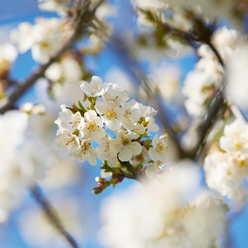 L'Occitane Cherry Blossom Perfumed Soap 1.70 fl oz