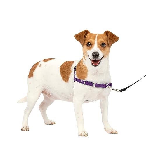 PetSafe Easy Walk No-Pull Dog Harness - The Ultimate Harness to Help Stop Pulling - Take Control & Teach Better Leash Manners - Helps Prevent Pets Pulling on Walks, Small, Deep Purple/Black