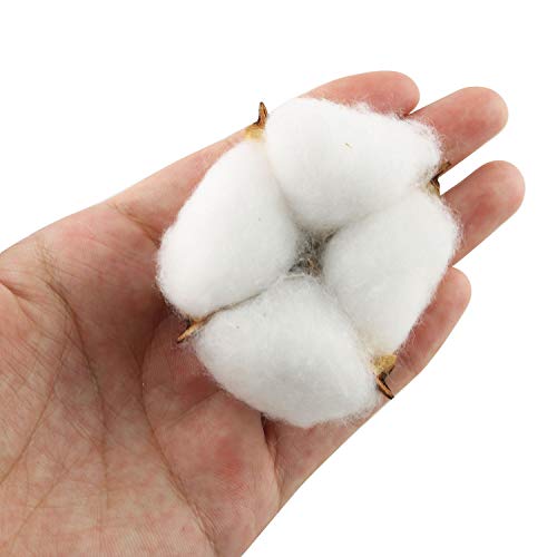 Natural Dried Cotton Bolls (20 Pcs) - White Pods for Farmhouse Decor & Crafts