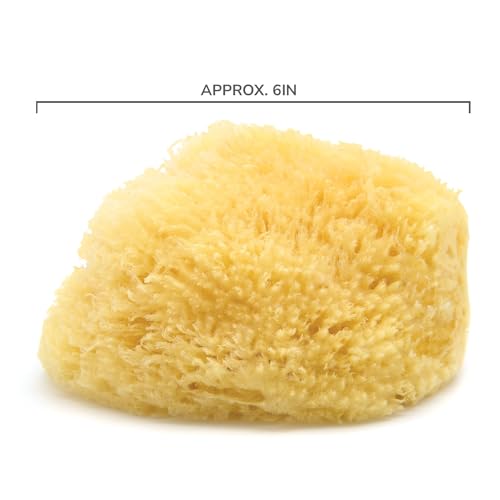 Neptune Caribbean Sea Sponge, Hand Cut, Large, Approx. 6-7 inches