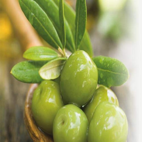 Fruits & Passion Coriander and Olive Tree Hand Soap 200ml and Nourishing Hand Butter 60ml