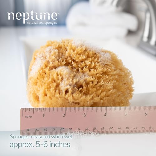 Neptune Caribbean Sea Sponge, Medium 5-6in