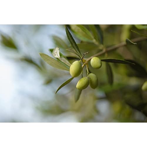 Nourishing Body Cream with Olive Oil and Pomegranate Extract, Hydrating Formula for Luxurious Feel - 7.05 fl oz