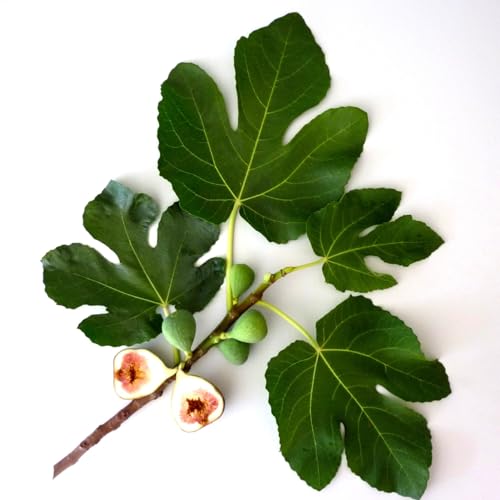 Murchison-Hume Luxury Vegan Hand Soap Refill, Moisturizing Hand Wash, SLS, Paraben & Cruelty-Free, 32oz (Original Fig)