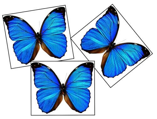 Blue Butterfly Temporary Tattoo 3-Pack – 2" Wrist