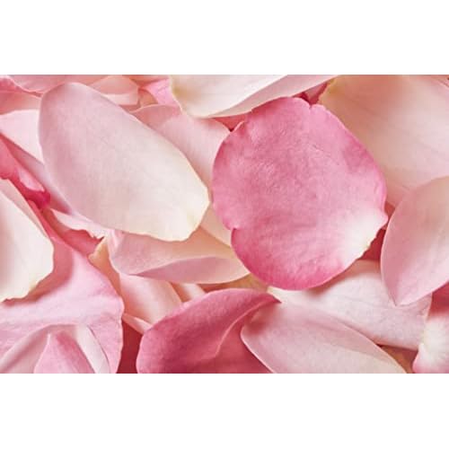 Christophe Robin Delicate Volumizing Shampoo With Rose Extracts for Thin, Fine, and Flat Hair Jumbo Size 16.9 fl. oz