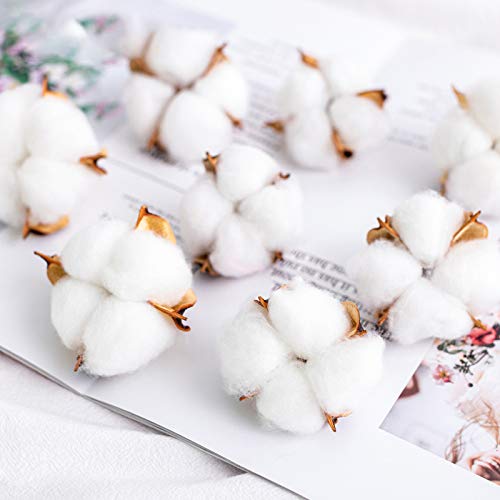 Natural Dried Cotton Bolls (20 Pcs) - White Pods for Farmhouse Decor & Crafts
