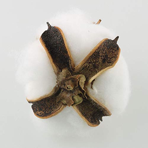 Natural Dried Cotton Bolls (20 Pcs) - White Pods for Farmhouse Decor & Crafts