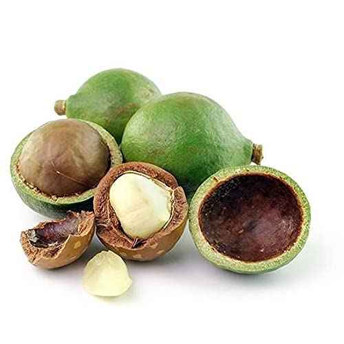 cocojojo Tamanu Oil - Pure Unrefined Cold Pressed Vegan Non GMO Carrier Oil 8 oz for Hair Skin Face Body Nails Cuticles All Natural Moisturizer Hydrating Nourishing - Packaging May Vary