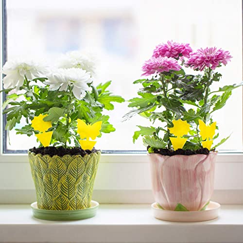 Mosqueda 36 Pack Yellow Sticky Fruit Fly & Gnat Traps for Indoor & Outdoor Plants