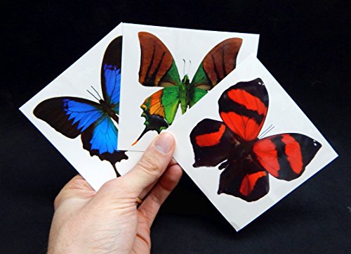Large Butterfly Temporary Tattoos | 6 Sheets Water-Applied