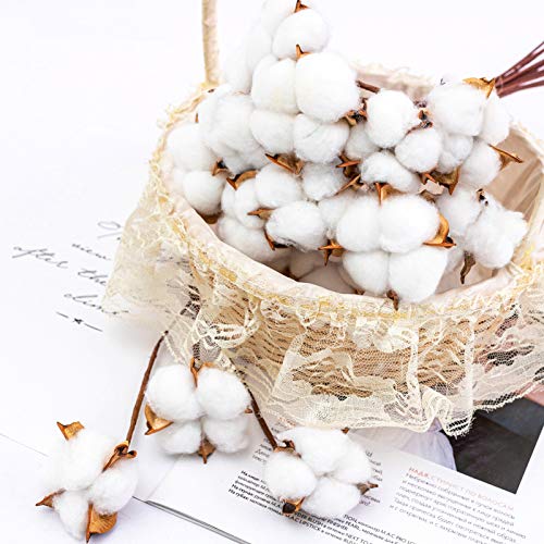 Natural Dried Cotton Bolls (20 Pcs) - White Pods for Farmhouse Decor & Crafts