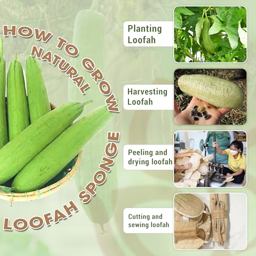 Vietnamese Natural Loofah Exfoliating Body Scrubber Pads, Dish Wash Sponges and Whole Gourd Back Exfoliate