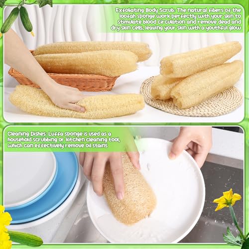 6 Pack Natural Loofah Sponge 15.7 Inch for Kitchen Bath & Body Scrub Organic Exfoliating Sponge for Dishes Skin Men Women