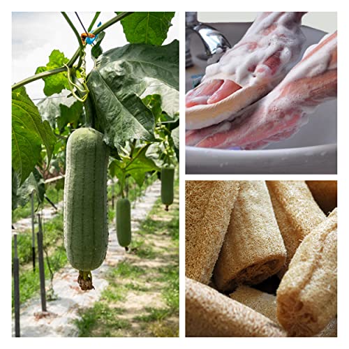 Jaunty Natural Loofah (5PC Pack) Sponge Exfoliating Body Scrubber Made with Eco-Friendly and Biodegradable Suitable for Women, Babies and Men,