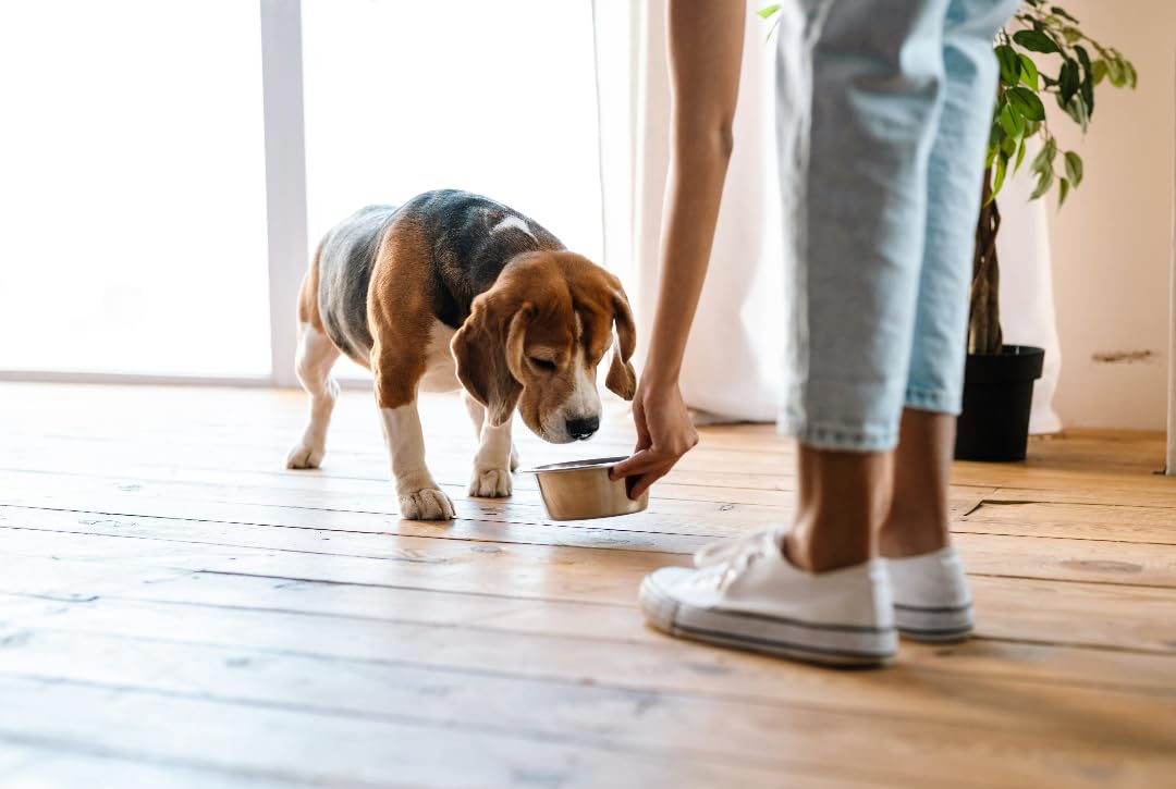 Van Ness Pets Small Lightweight Stainless Steel Dog Bowl, 16 OZ Food And Water Dish