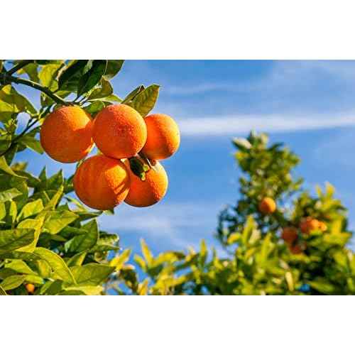 Baronessa Cali Tarocco Hair Care Set: Sicilian Blood Oranges Shampoo and Conditioner - Clean, Shiny, Manageable Hair - 16 Ounce