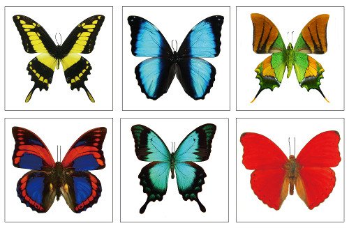 Large Butterfly Temporary Tattoos | 6 Sheets Water-Applied