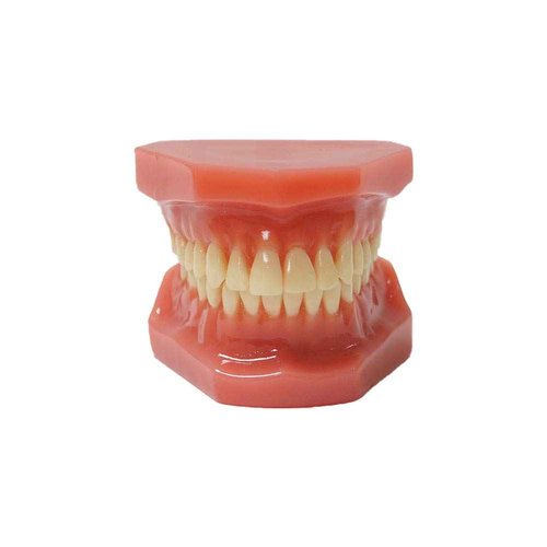 Dental Typodont Without Braces, Orthodontic Teeth Study Model No Braces, Teeth Can Not Be Removable Red Color