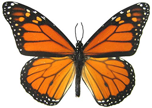 Monarch Butterfly Temporary Tattoos - 6 Large 3.8" Designs