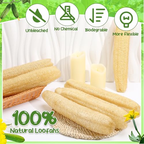 6 Pack Natural Loofah Sponge 15.7 Inch for Kitchen Bath & Body Scrub Organic Exfoliating Sponge for Dishes Skin Men Women
