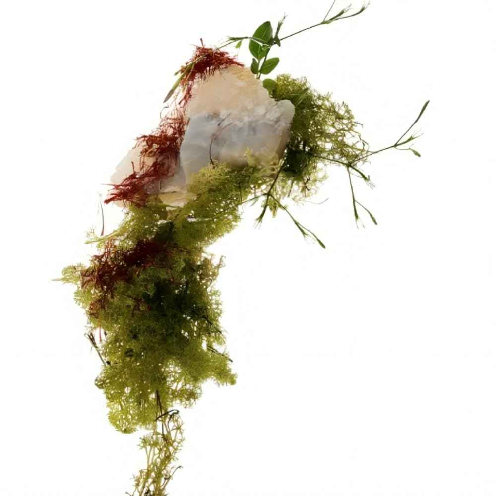 Zara Red Temptation Women Perfume Luxurious Floral and Woody Amber EDP Eau de Parfum 30ml (1.0 fl. oz)