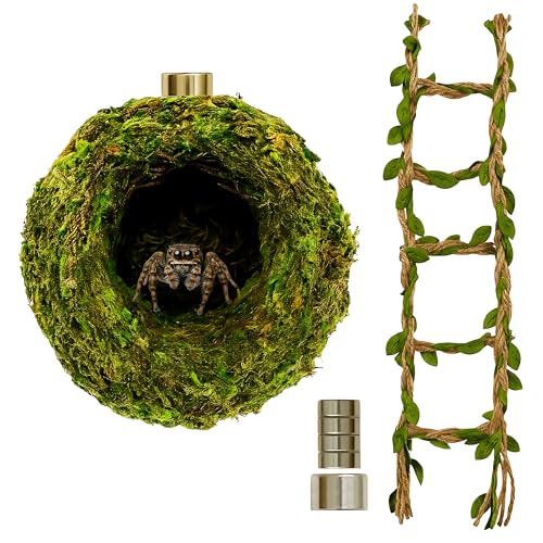Jumping Spider Hideout & Rope Bridge Decor Set