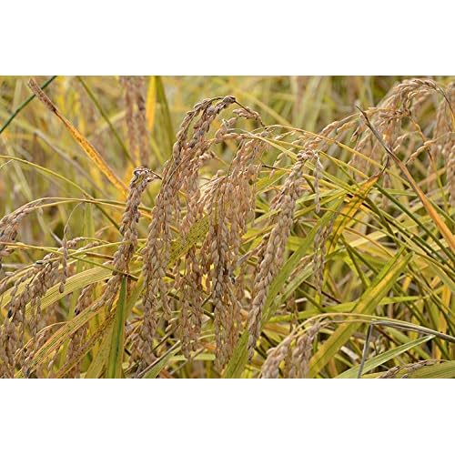 Rice Bran Soap, All Natural, 4.9 oz, Product of Japan, Set of 2