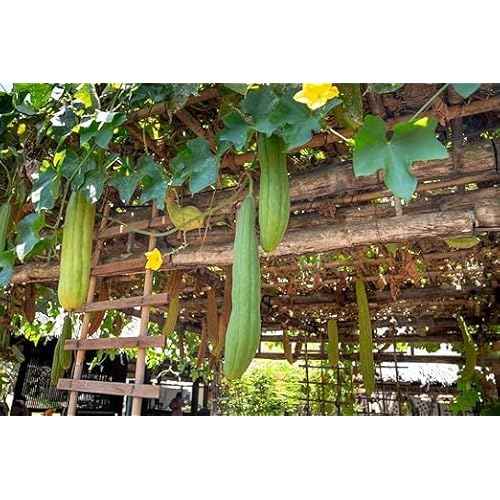 Whole Egyptian Loofah 100% Natural Organic Loofah Exfoliating Scrubber for Shower, Natural Loofah Body Sponge for Men and Women, Cream White