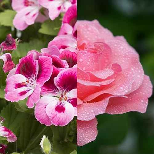 Augustinus Bader The Geranium Rose Body Oil ? Luxury Aromatic Hydrating Body Oil ? Nourishes, Softens & Restores Skin for a Smooth, Glowing Finish ? Fragrance-Free, Vegan ? 200 ml / 6.7 fl oz