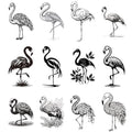 12 Flamingo Temporary Tattoos | Black & White Waterproof Stickers