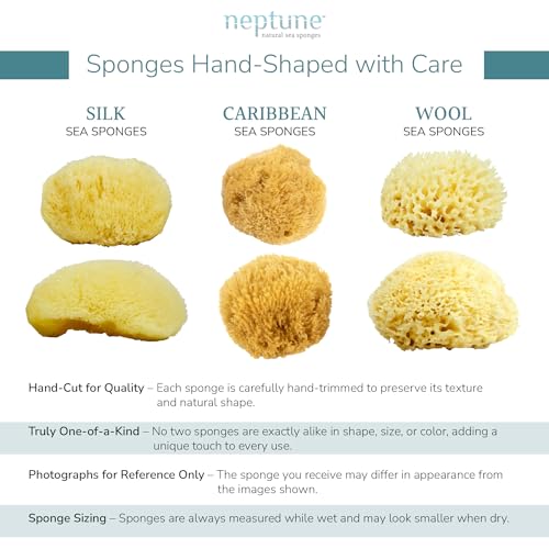 Neptune Caribbean Sea Sponge, Hand Cut, Large, Approx. 6-7 inches