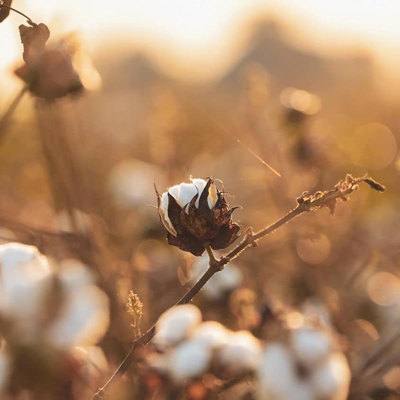 Organyc 100% Organic Cotton Balls - Biodegradable, 100 Count