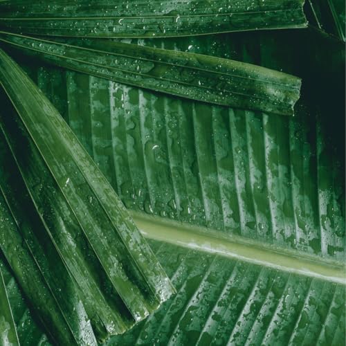 Pour Moi Tropical Moisture-Burst Mask ? Climate-Smart Hydrating Facial Treatment for Hot, Humid Conditions, Eases Skin Adaptation and Promotes a Clear, Youthful Glow